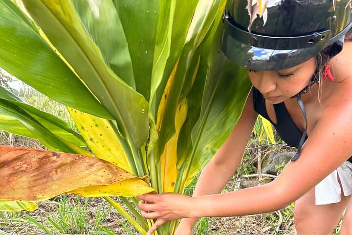 Ohana Ranch Guided UTV Ride-Along — Big Island Coffee Farms & Culture photo 2