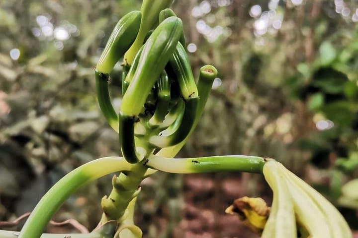 Stone Town & Spice Farm Tour, Zanzibar: Half-Day Cultural Walking Experience photo 3