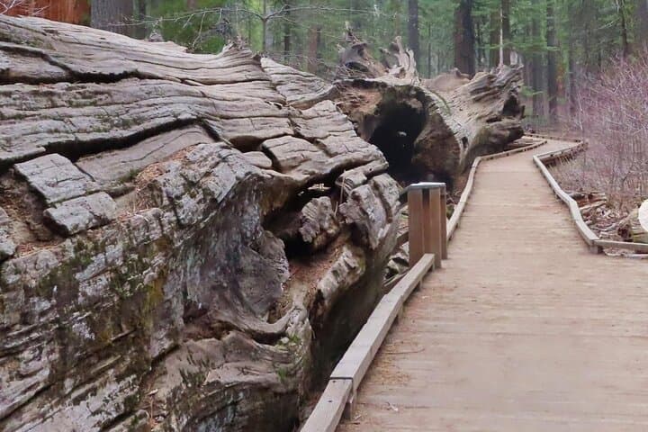 Calaveras Big Trees State Park Day Tour: Giant Sequoias, Gold Rush Roads, and Stanislaus River Walks photo 5