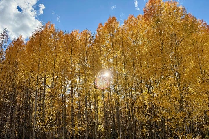 Private Grand Teton & Yellowstone Wildlife and Hot Springs Day Tour photo 2