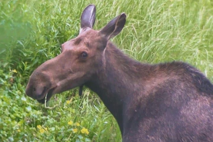 Private Grand Teton & Yellowstone Wildlife and Hot Springs Day Tour photo 3