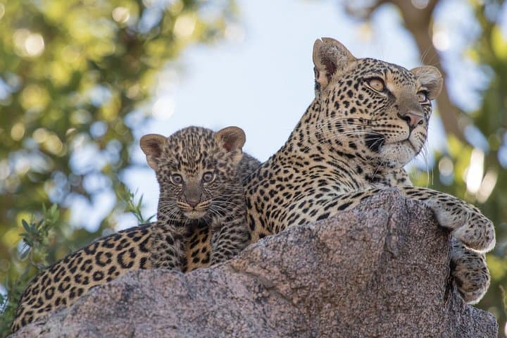 Private Luxury Safari at Yala National Park: Spot Leopards, Elephants & Coastal Wetlands photo 1