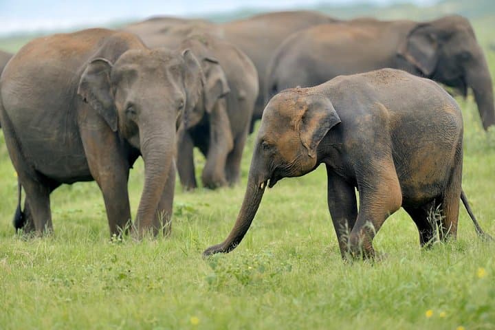 Private Luxury Safari at Yala National Park: Spot Leopards, Elephants & Coastal Wetlands photo 3