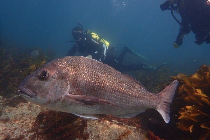 Goat Island Guided Shore Dive — Kelp Forests, Eagle Rays & Macro Caves