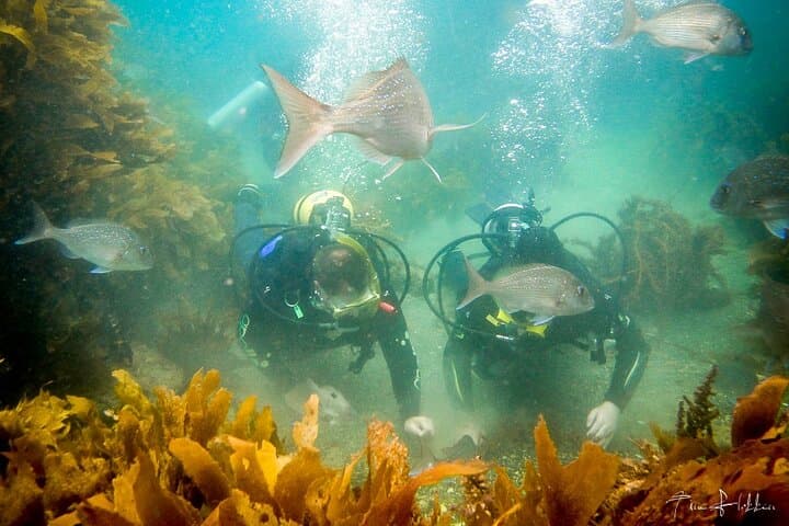 Goat Island Guided Shore Dive — Kelp Forests, Eagle Rays & Macro Caves photo 6