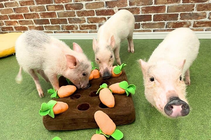 Osaka Micro Pig Café: Pet, Feed & Snap Cute Moments photo 2