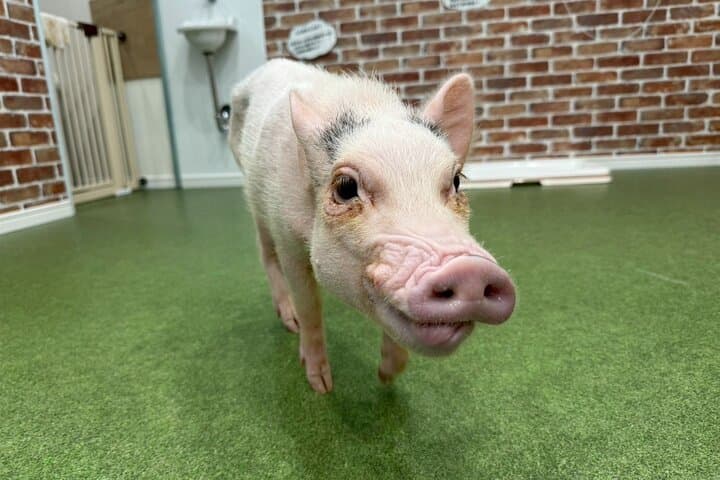 Osaka Micro Pig Café: Pet, Feed & Snap Cute Moments photo 3