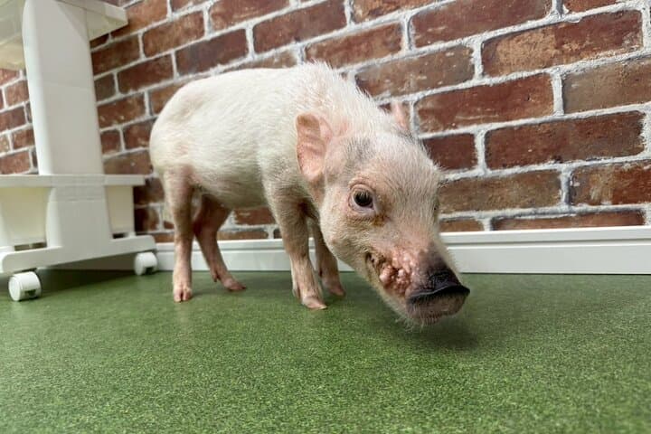Osaka Micro Pig Café: Pet, Feed & Snap Cute Moments photo 4