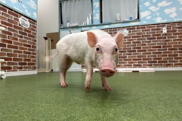 Osaka Micro Pig Café: Pet, Feed & Snap Cute Moments photo 5