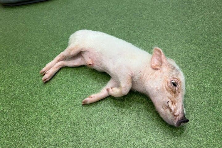 Osaka Micro Pig Café: Pet, Feed & Snap Cute Moments photo 6