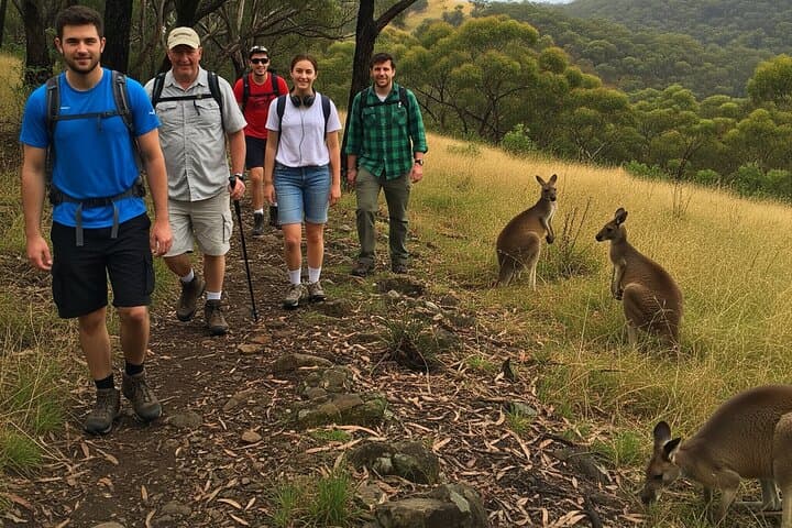 Yarra Valley Sunset Hike with Kangaroos and Champagne Picnic photo 3
