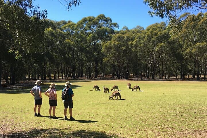 Yarra Valley Sunset Hike with Kangaroos and Champagne Picnic photo 5