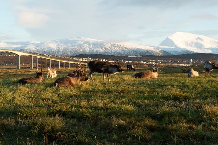 Arctic Fjords Road Trip from Tromsø — Fjords, Wildlife & Scenic Stops photo 2