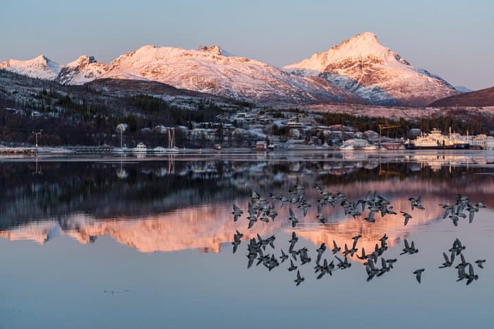 Arctic Fjords Road Trip from Tromsø — Fjords, Wildlife & Scenic Stops photo 4