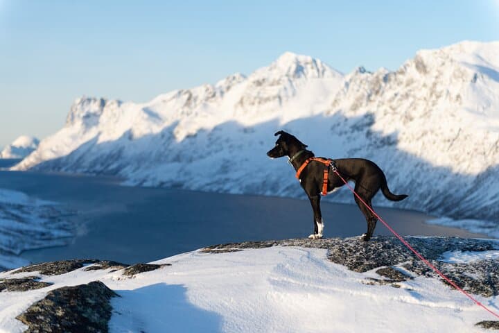 Snowshoe Hike on Kvaløya: Small-Group Arctic Trek from Tromsø photo 6