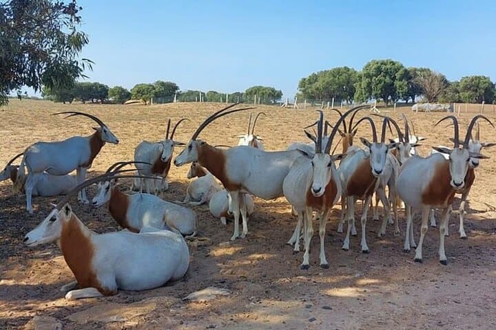 Souss Massa National Park Day Tour from Agadir — Wildlife, Dunes & Conservation Center photo 5