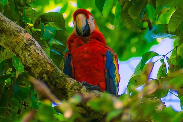 Full-Day Corcovado Hiking Tour from Uvita — Wildlife, Rainforest Trails & Beach Return photo 4