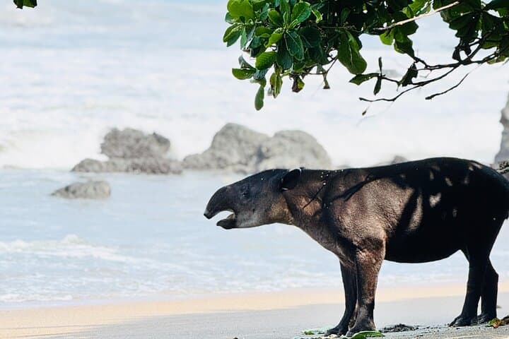 Full-Day Corcovado Hiking Tour from Uvita — Wildlife, Rainforest Trails & Beach Return photo 1
