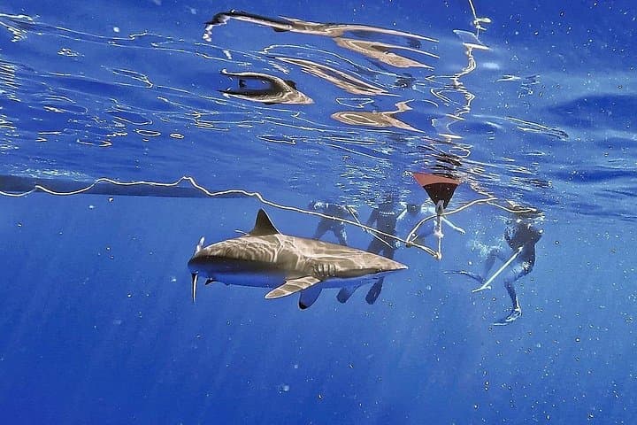 Pelagic Shark Safari: Snorkel with Silky Sharks off Isla Mujeres photo 2