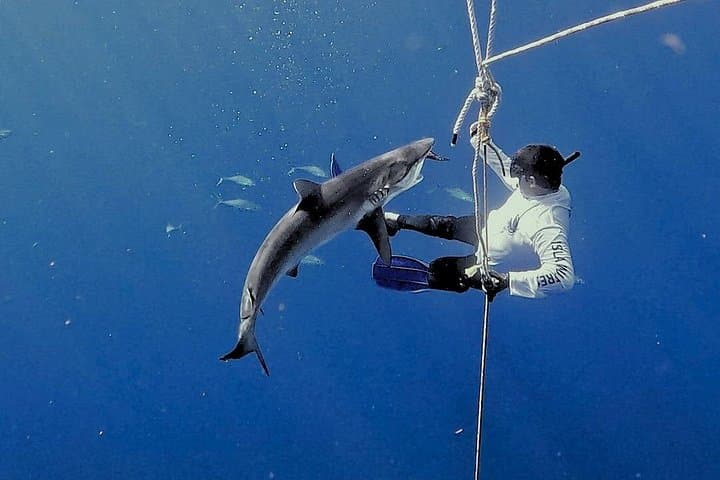 Pelagic Shark Safari: Snorkel with Silky Sharks off Isla Mujeres photo 3