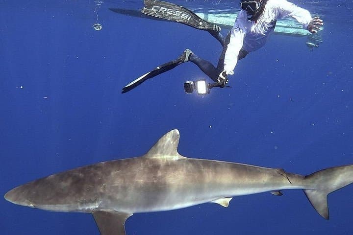 Pelagic Shark Safari: Snorkel with Silky Sharks off Isla Mujeres photo 1