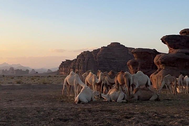 Hisma Desert & NEOM Wildlife Reserve: Thamudic Inscriptions, Wildlife and Sunset Safari photo 2