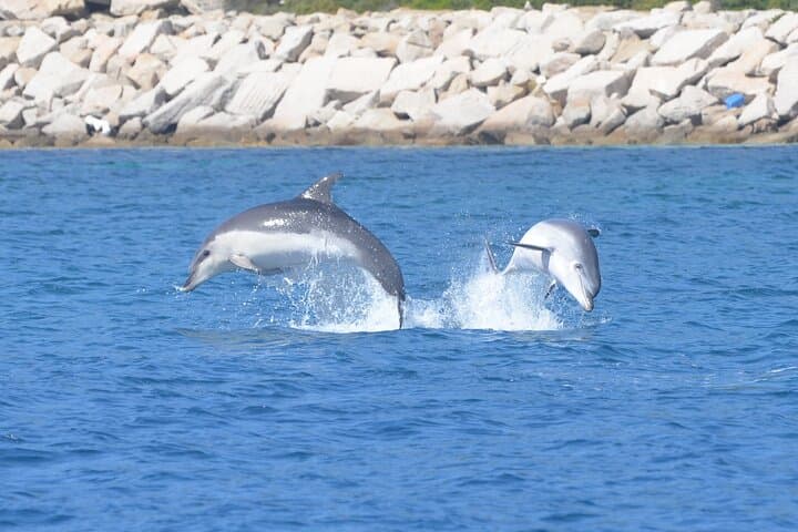 Figarolo Island Dolphin-Watching and Snorkel Cruise from Olbia
