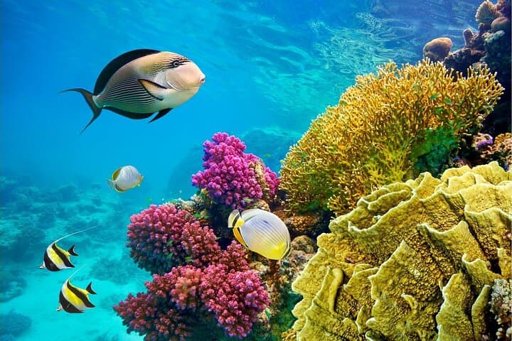 Giftun Island Snorkel Cruise from Hurghada: Coral Reefs & Beach Relaxation photo 2