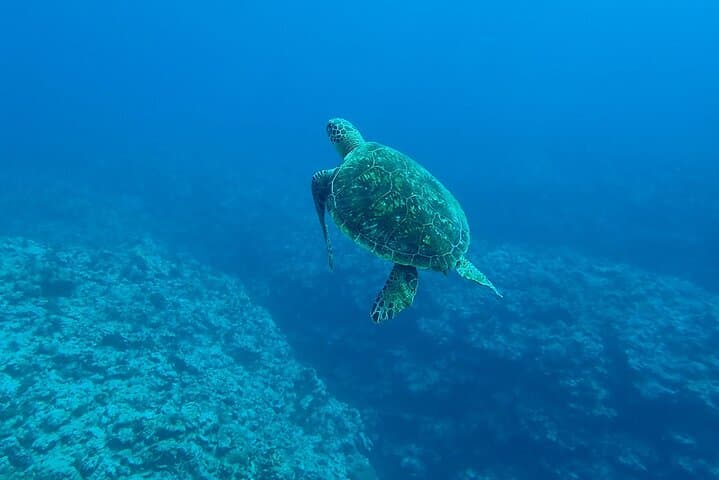 Giftun Island Snorkel Cruise from Hurghada: Coral Reefs & Beach Relaxation photo 6