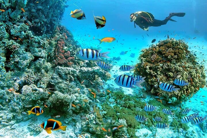Giftun Island Snorkel Cruise from Hurghada: Coral Reefs & Beach Relaxation