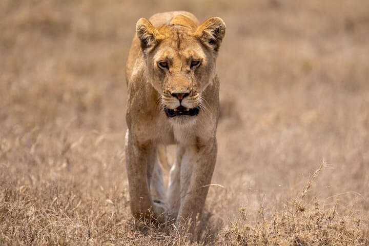 7-Day Wildebeest Calving Migration Safari: Ndutu & Serengeti Wildlife Adventure photo 3