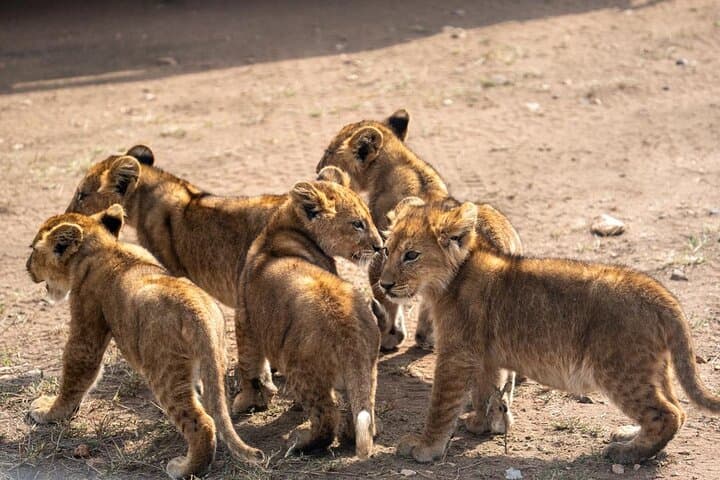 7-Day Wildebeest Calving Migration Safari: Ndutu & Serengeti Wildlife Adventure photo 1