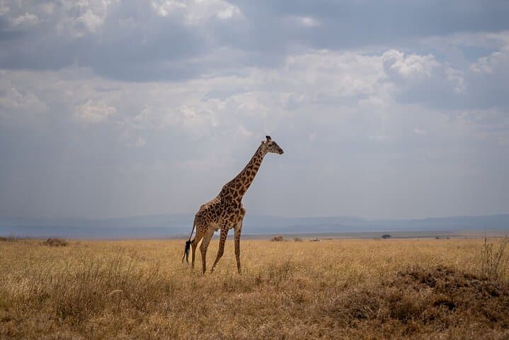 7-Day Wildebeest Calving Migration Safari: Ndutu & Serengeti Wildlife Adventure photo 2