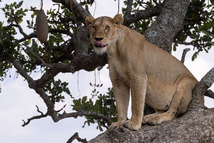 7-Day Wildebeest Calving Migration Safari: Ndutu & Serengeti Wildlife Adventure photo 4