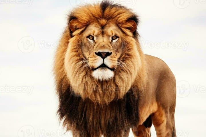 Agadir Lion Safari Park Drive-Through: Lion Encounters Near Taghazout photo 2