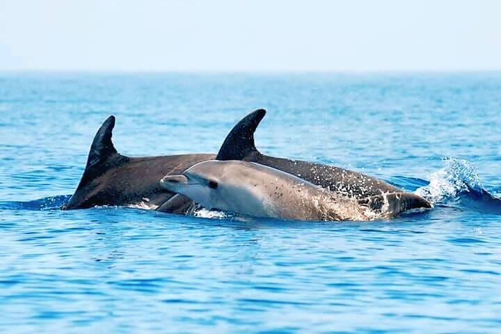 Dolphin Watching & Snorkel at Figarolo Island: Olbia Boat Excursion photo 2