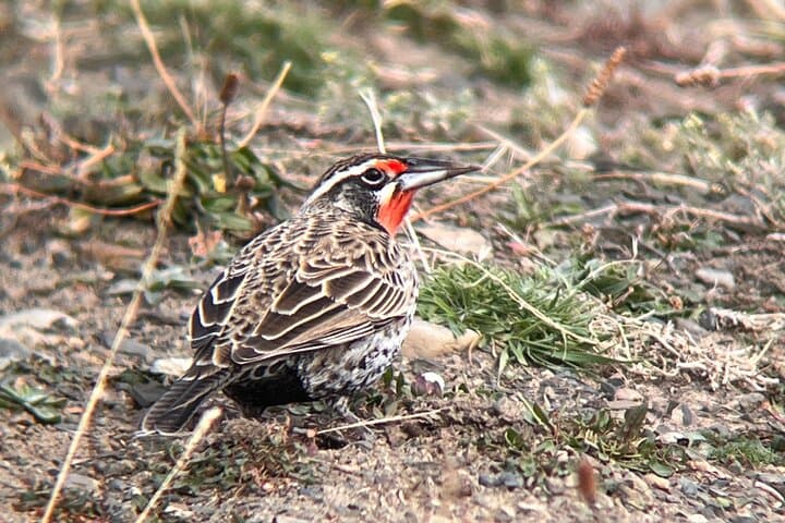 Private Birdwatching & Wildlife Tour — Vega Castillo Wetland from Puerto Natales photo 5