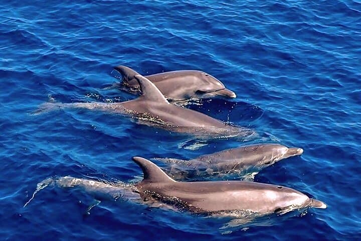 Dolphin Watching & Snorkel at Figarolo Island: Olbia Boat Excursion photo 4