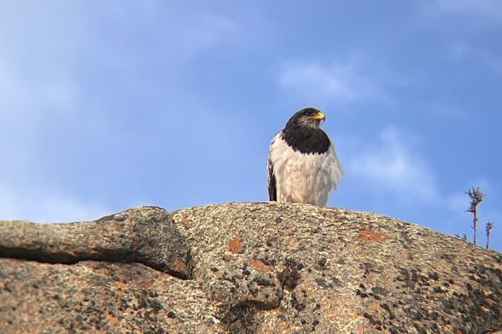 Private Birdwatching & Wildlife Tour — Vega Castillo Wetland from Puerto Natales photo 3