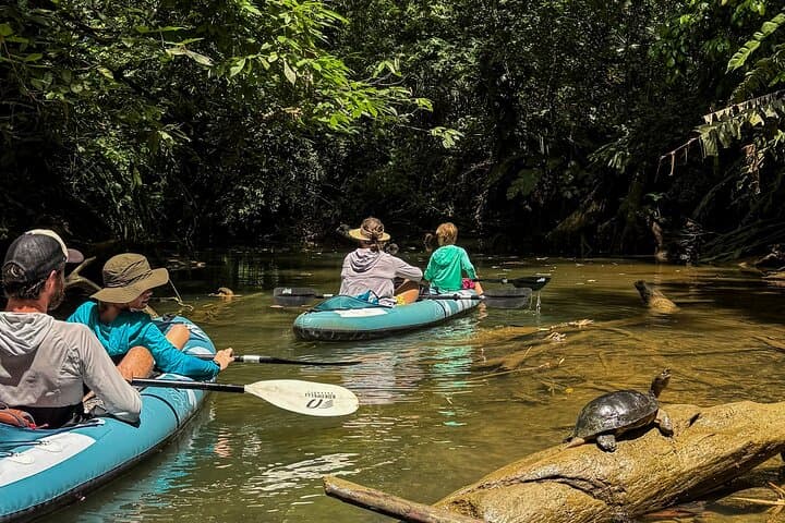 Punta Uva Sloth & Kayak Tour — Ethical Wildlife Encounters in Costa Rica photo 5