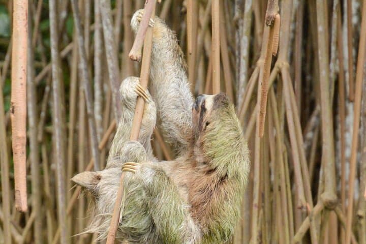 Punta Uva Sloth & Kayak Tour — Ethical Wildlife Encounters in Costa Rica photo 6
