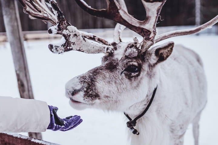 Feed Reindeer and Experience Sámi Culture: Arctic Fjord Tour from Tromsø photo 1