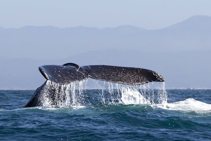 Samana Whale Watching & Cayo Levantado Boat Tour — Humpback Encounters and Island Time