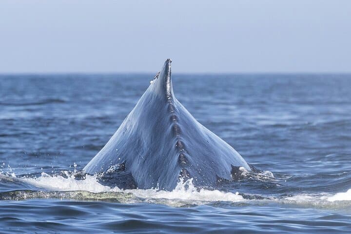 Samana Whale Watching Boat Tour — Humpback Whales in Samaná Bay photo 2