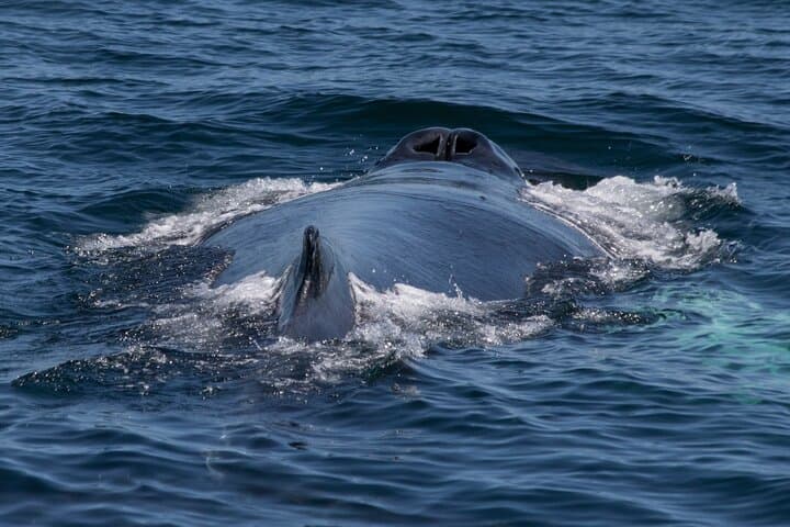 Samana Whale Watching Boat Tour — Humpback Whales in Samaná Bay photo 3