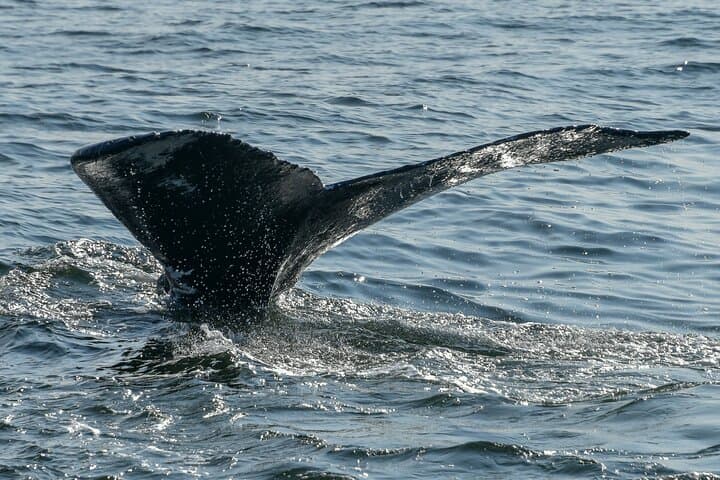 Samana Whale Watching Boat Tour — Humpback Whales in Samaná Bay photo 4