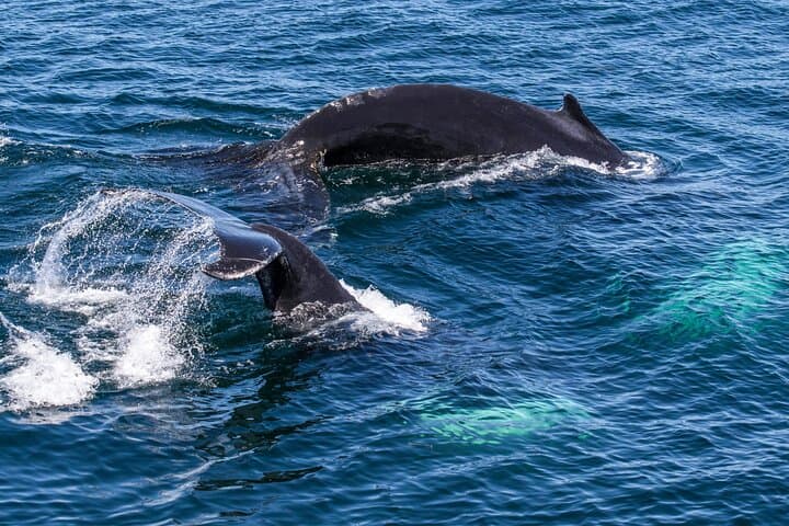 Samana Whale Watching Boat Tour — Humpback Whales in Samaná Bay photo 5