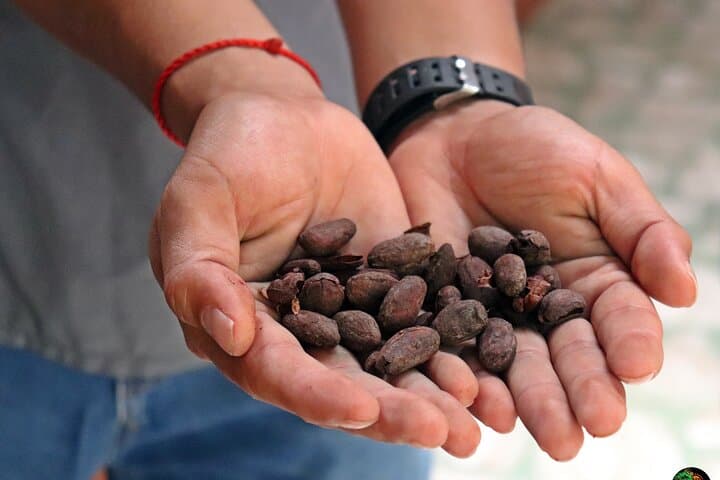 Monteverde Coffee, Chocolate & Sugarcane Farm Tour in the Cloud Forest photo 4
