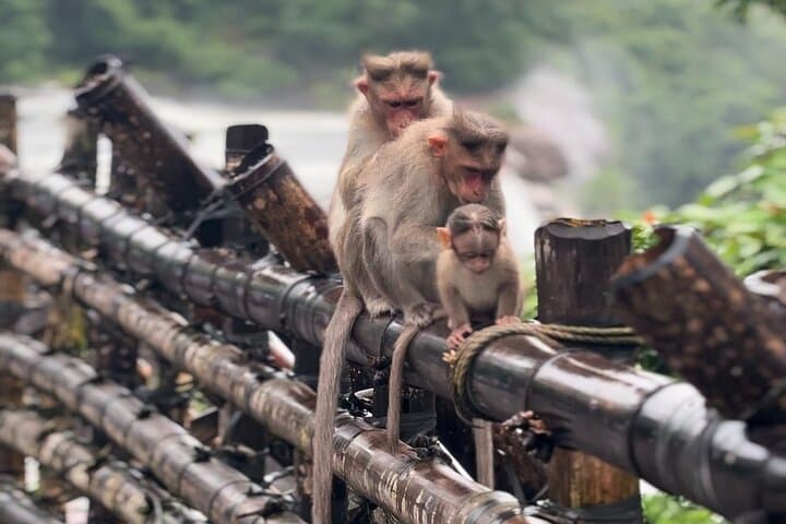 Athirappilly Waterfalls Day Trip from Kochi — Scenic Drive, Short Trek & Wildlife