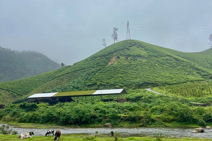 Kochi to Munnar Day Tour: Eravikulam, Lockhart Tea & Waterfalls photo 3